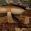 Pluteus umbrosus, Schwarzfaseriger Dachpilz